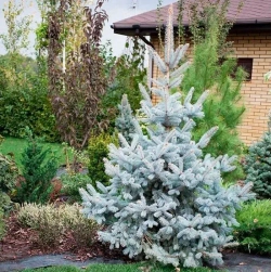 Ель колючая Хупси Закупка М35 наличие 2025