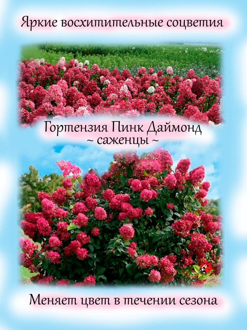 Гортензия Пинк Даймонд метельчатая