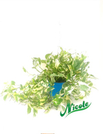 Эпипремнум