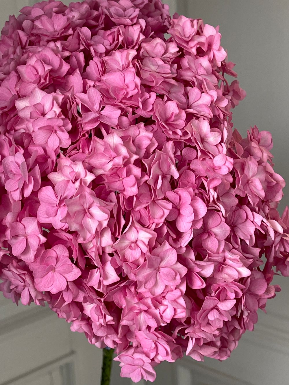 Гортензия в ярко-розовом оттенке