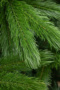 Искусственная елка Каспийская 500 см., литая хвоя + ПВХ, ЕлкиТорг (257500)