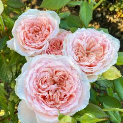 Принцесса Хитоми (Princess Hitomi)