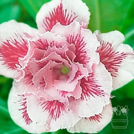 Адениум обесум BO TUN