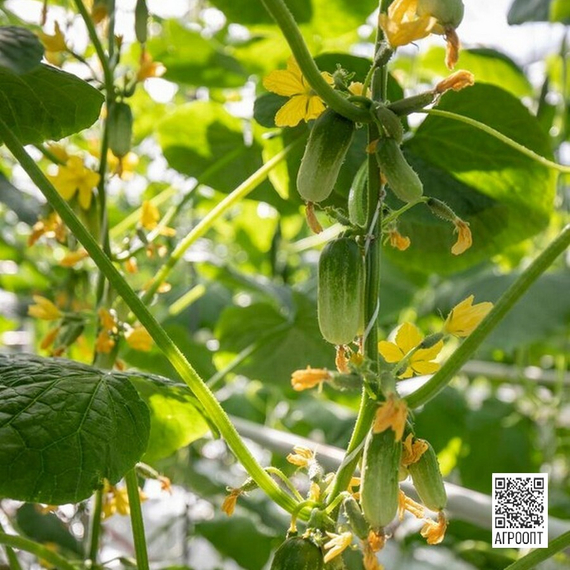 Квирк F1 семена огурца партенокарпического (Rijk Zwaan / ALEXAGRO) в поле – фото 4