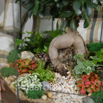 Готовый флорариум бонсай Фикус Бонсариум XXXL