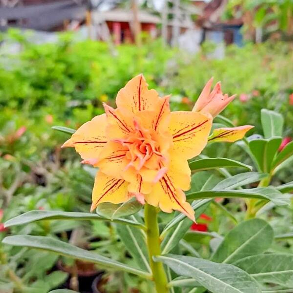 Адениум IRIANA