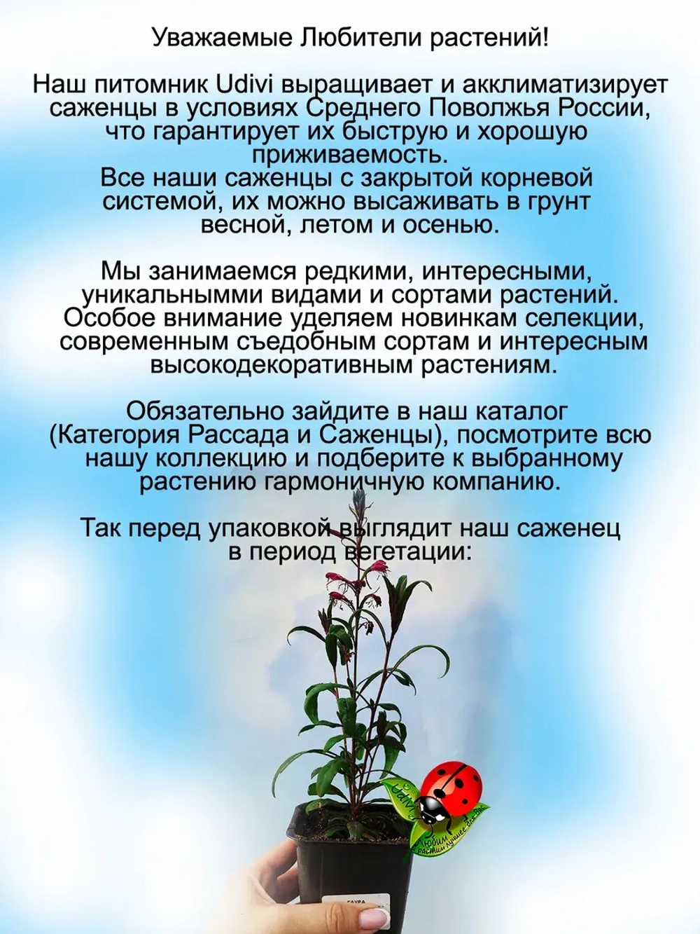 Гаура Гамбит Роуз