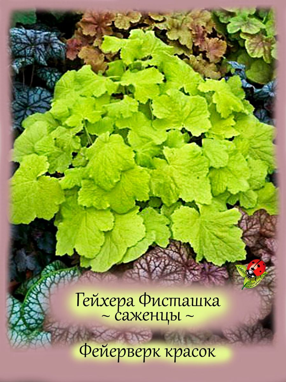 Гейхера Фисташка многолетник