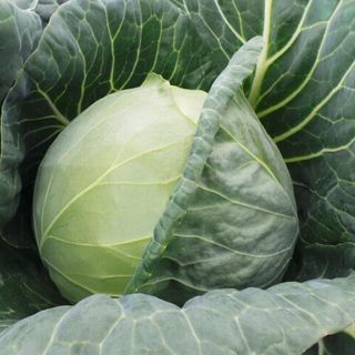 Капуста  белокочанная Фарао F1 100 (семян)