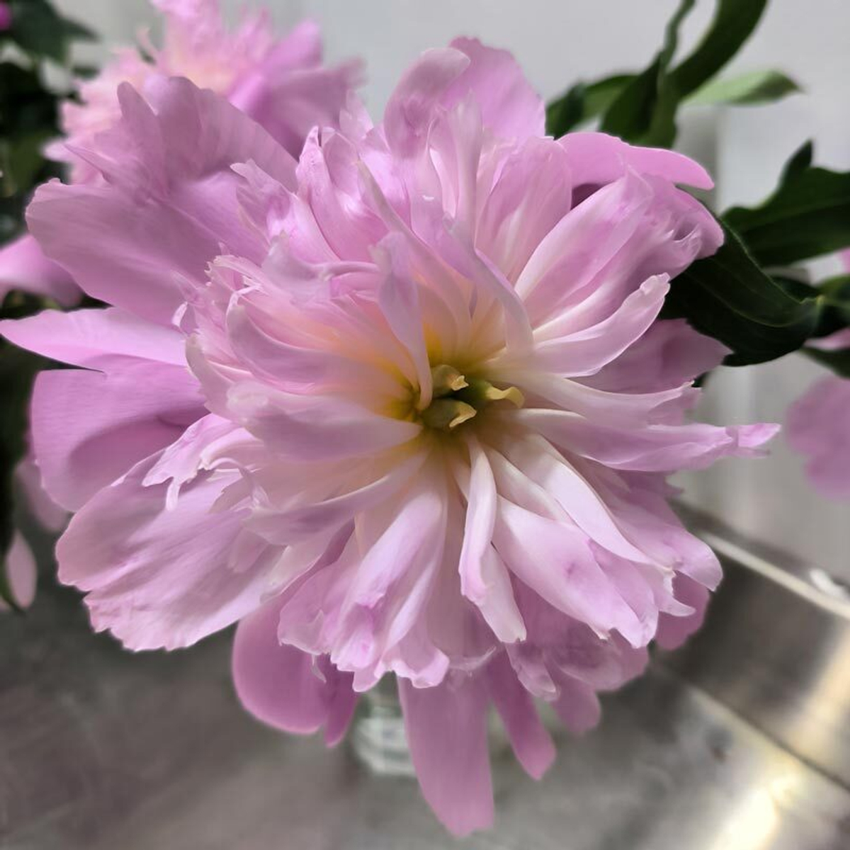 🌸♛ Месье Жюль Эли (Monsieur Jules Elie) — букет ароматных пионов — 8 марта у Феи