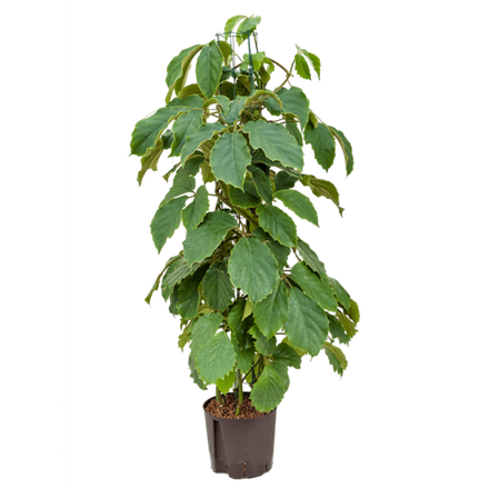 Тетрастигма