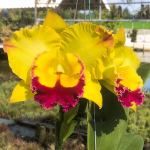 Орхидея ринхолелиокаттлея RLC. SAENG U-SA #1