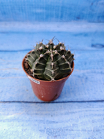 Gymnocalycium Friedrichii (Гимнокалициум)