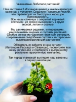 Пеларгония Солнечный луч Санберст душистая