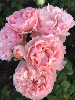 Принцесс Шарлен Де Монако (Princesse Charlene De Monaco)