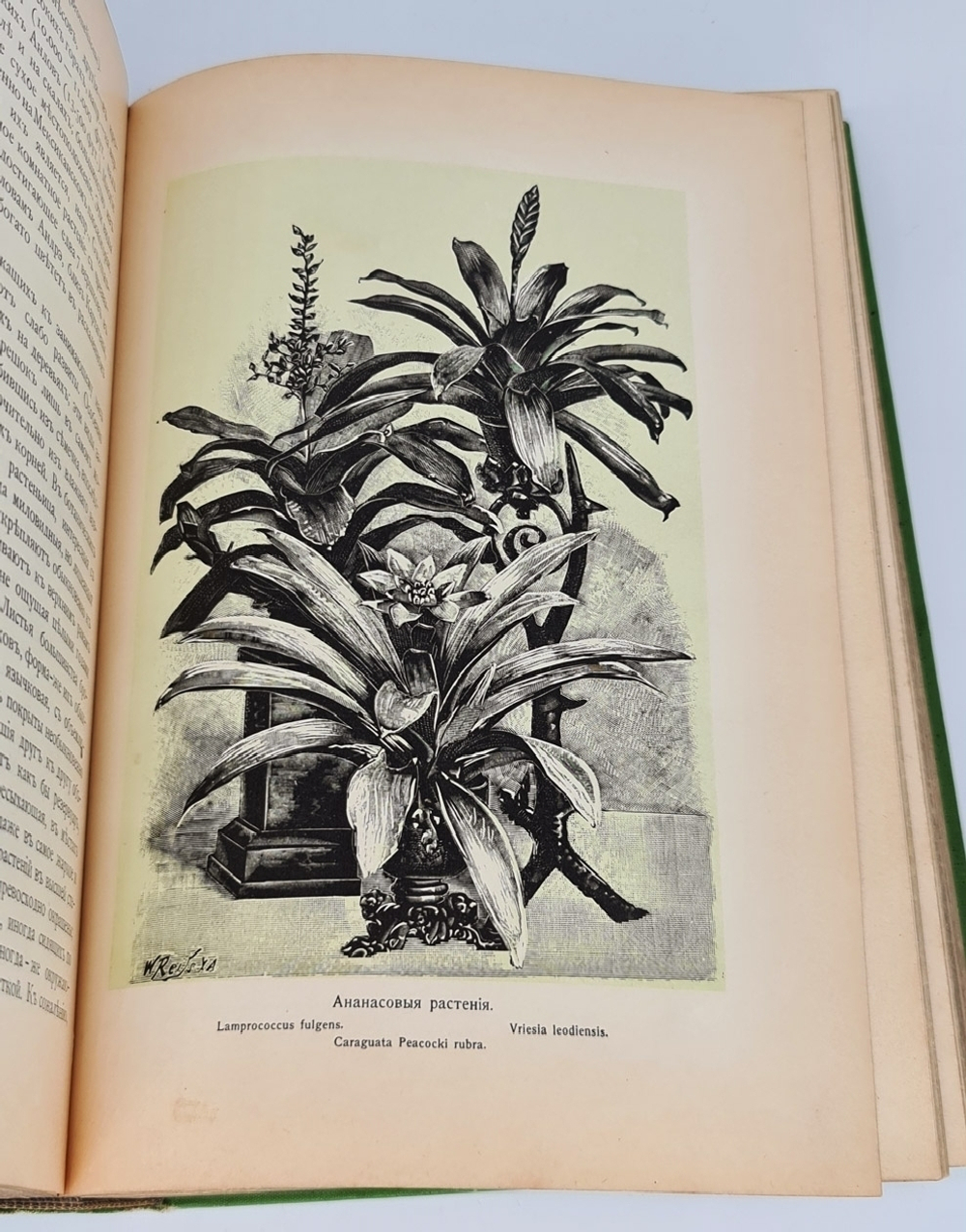 "Комнатное садоводство. Уход за комнатными растениями, их выбор и размножение. Приспособление комнат для культуры в них растений. Практическое руководство для любителей и садоводов". Макс Гесдёрфер. 1904г. - антикварное издание