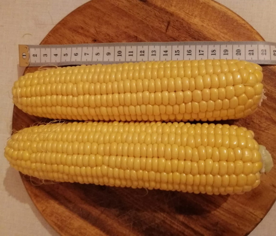 ТРОФИ F1 семена кукурузы (Seminis | Alexagro) – фото 5