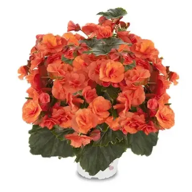 1283 Бегония SOLENIA APRICOT