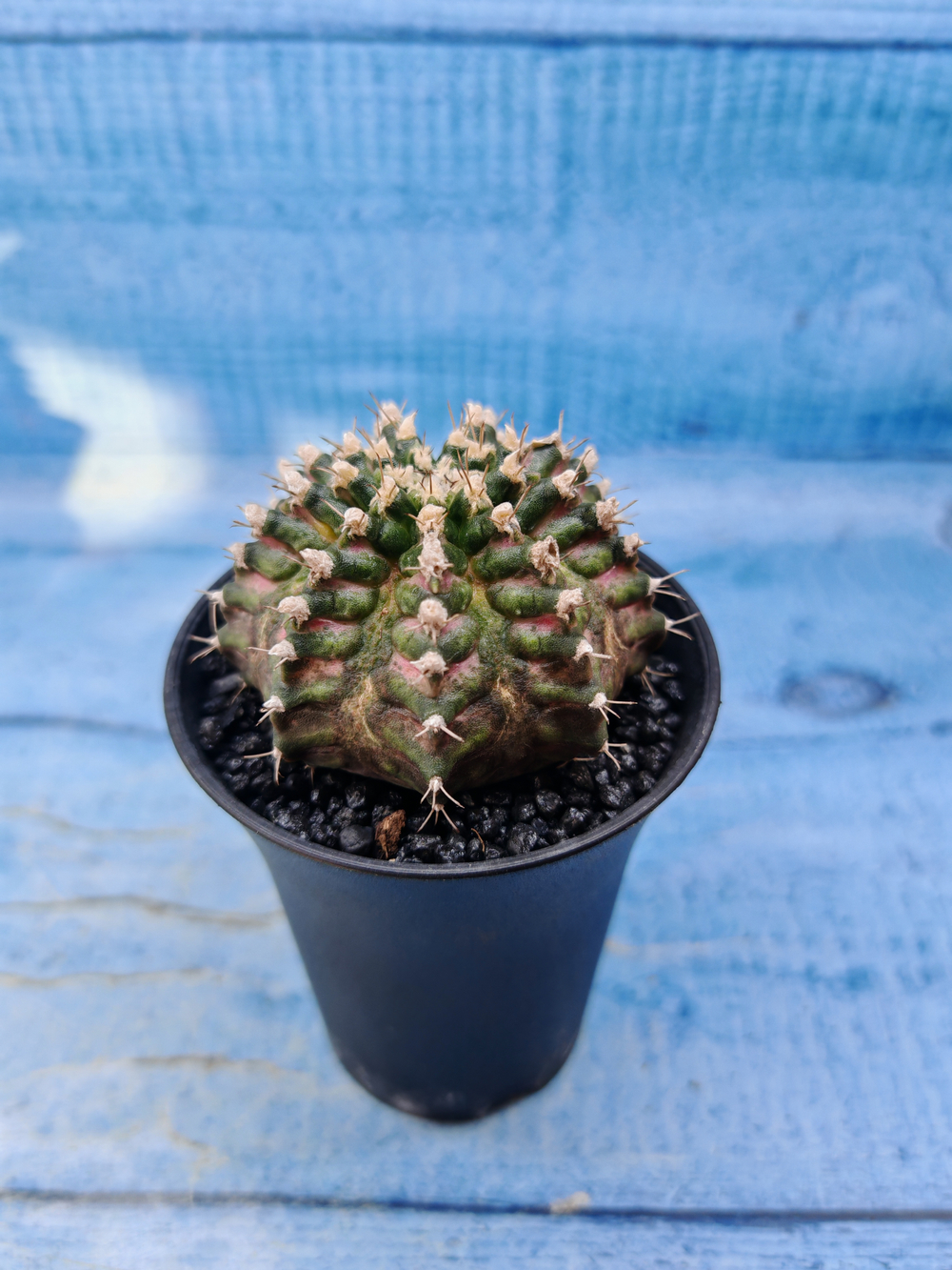 Gymnocalycium T-Rex Pink hybrid (Гимнокалициум)