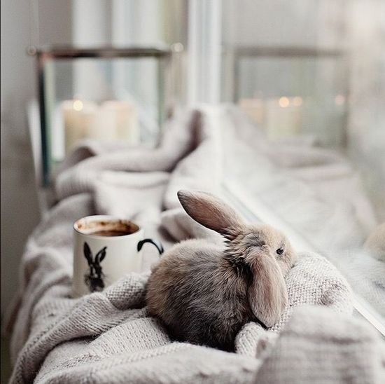 Пять причин завести кролика