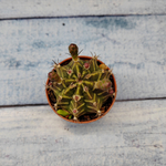 Gymnocalycium Friedrichii (Гимнокалициум)