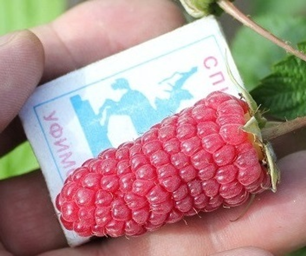 Малина ремонтантная Похвалинка