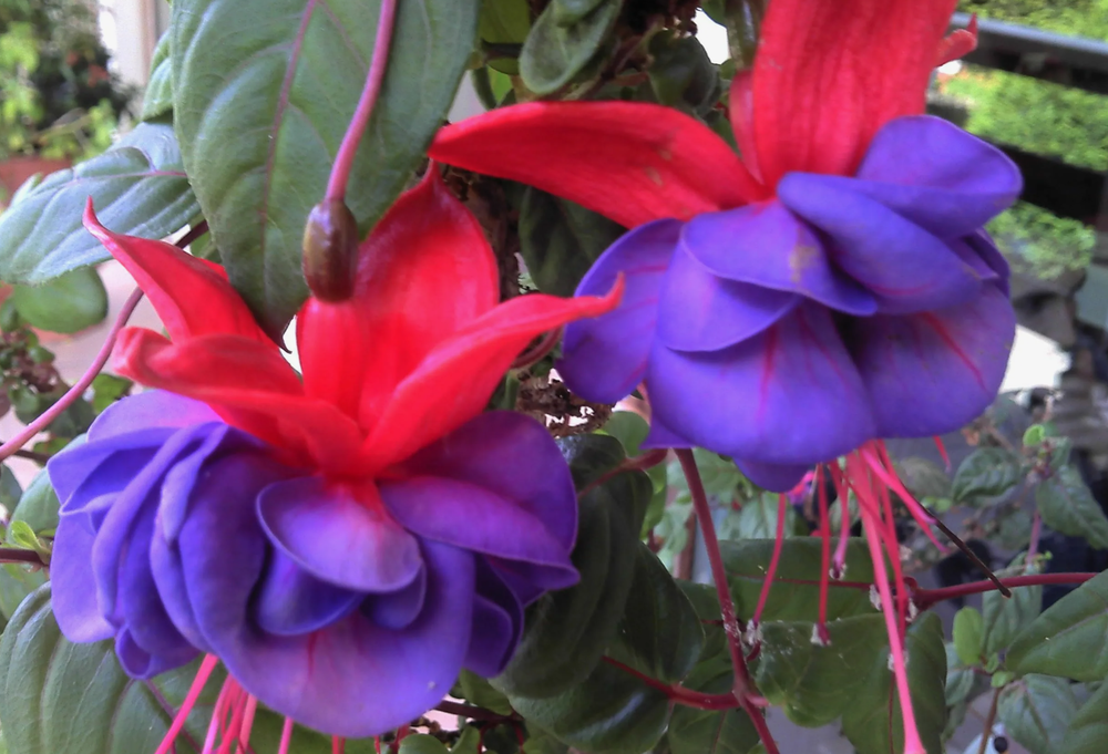 Евро Фуксия Trailing Blue Eyes укоренный черенок ОКС