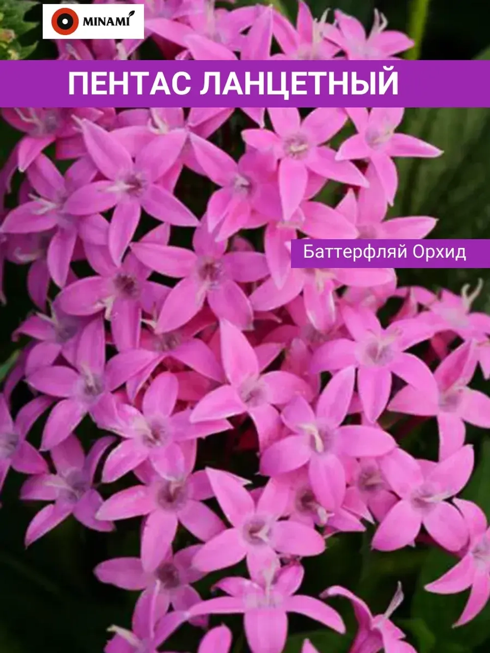 Пентас ланцетный набор