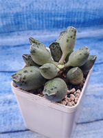 Adromischus Festivus grey (Адромискус)