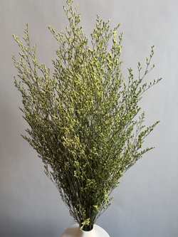 Кермек салатовый