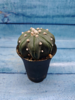 Astrophytum Asterias (Астрофитум)