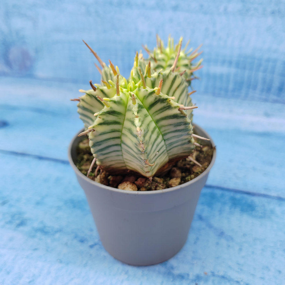 Euphorbia meloformis f. Variegated (Эуфорбия вариегатная)