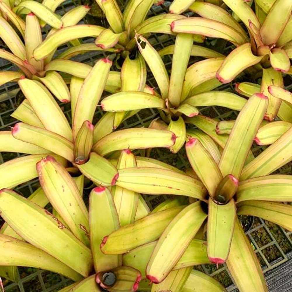 Неорегелия BIG AND RICH