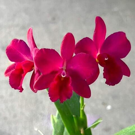 Орхидея каттлея C. YEN NUGGET