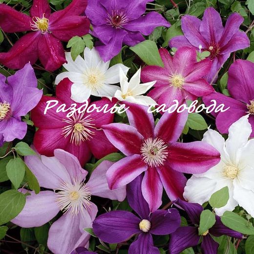 Вьющиеся растения