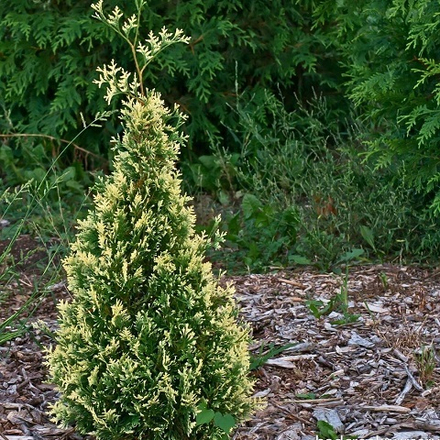 Туя западная Вариегата Смарагд