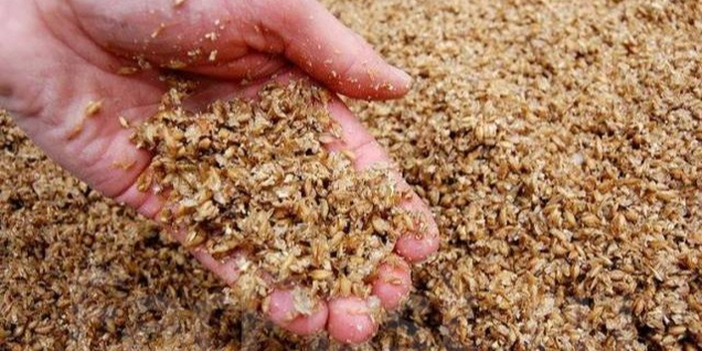 Пивная дробина влажная