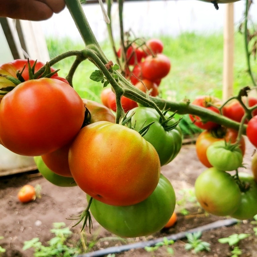 Помидоры Матушка Царица - Mother Queen Tomato