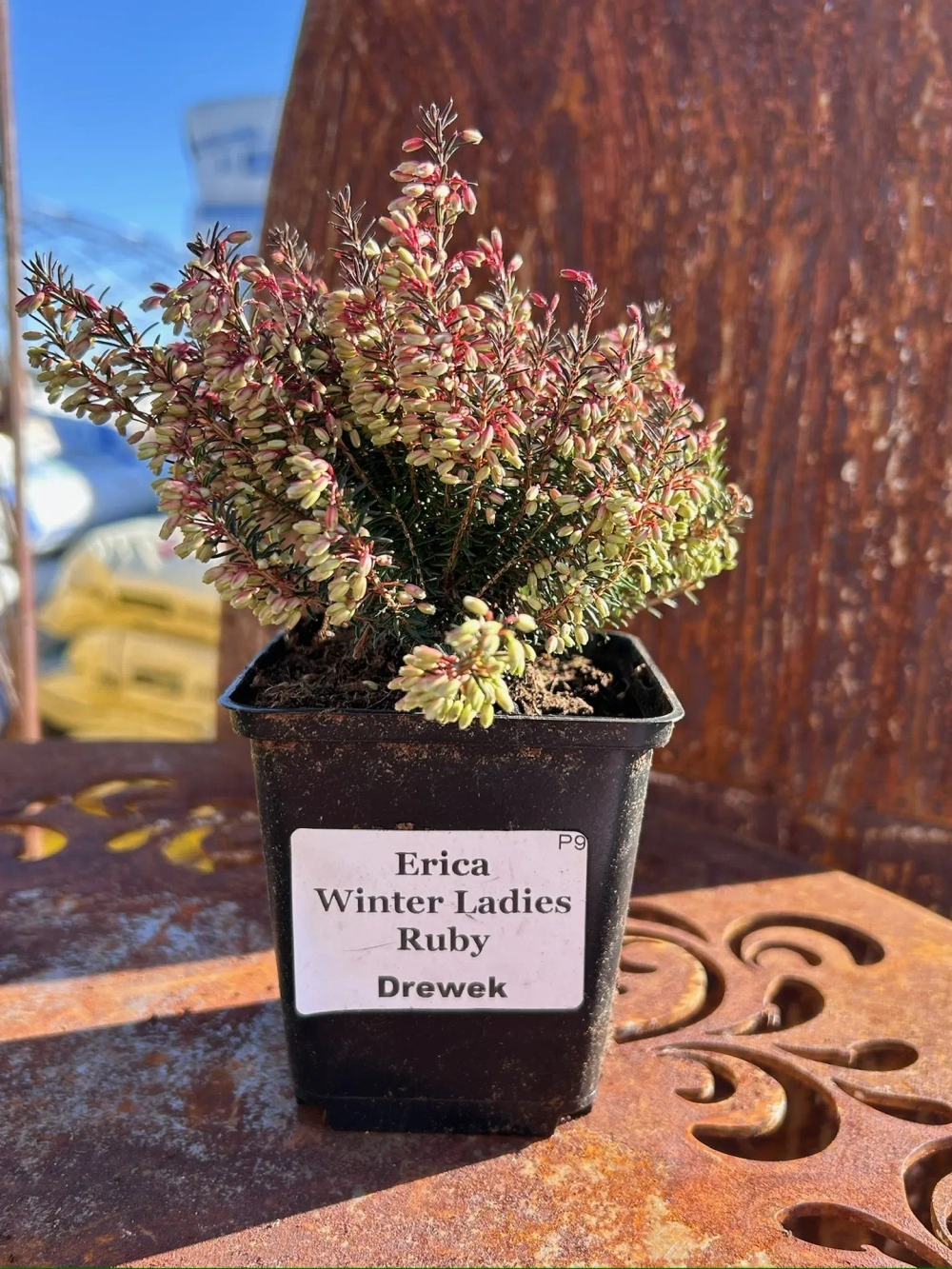 Эрика из серии Winter Ladies Р9 Закупка М41 наличие