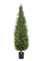 Кипарис Тауэр уличный новый