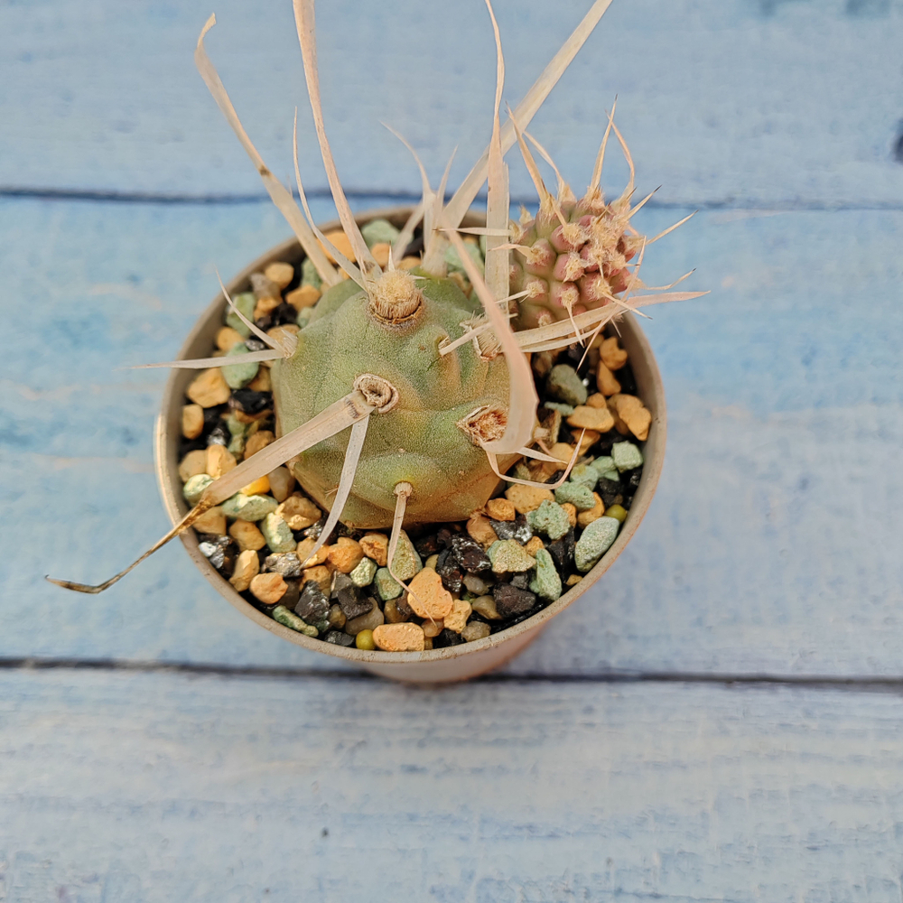 Tephrocactus Articulatus Papyracanthus (Тефрокактус)