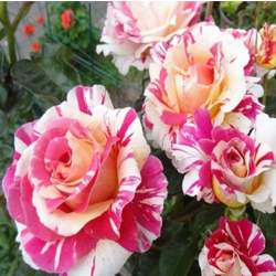 VANILLE FRAISE (Ваниль Фрайз)