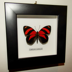 Бабочка Callicore cynosura в рамке