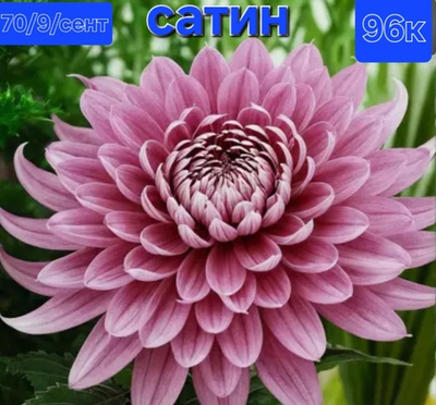 САЖЕНЦЫ ХРИЗАНТЕМЫ КОРЕЙСКАЯ САТИН №96