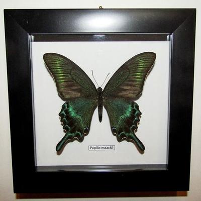 Бабочка Papilio maackii в рамке