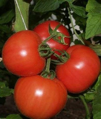 Пинк Уникум F1 семена томата индетерминантного (Seminis / Семинис)