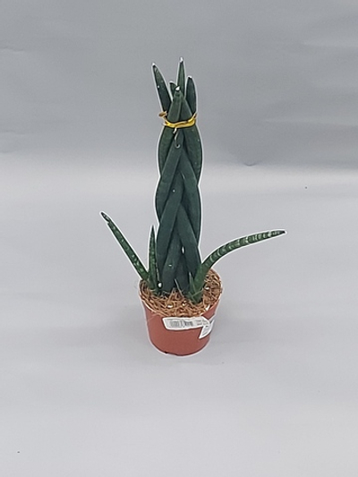 Сансевиерия Цилиндр Переплетенная 11/25