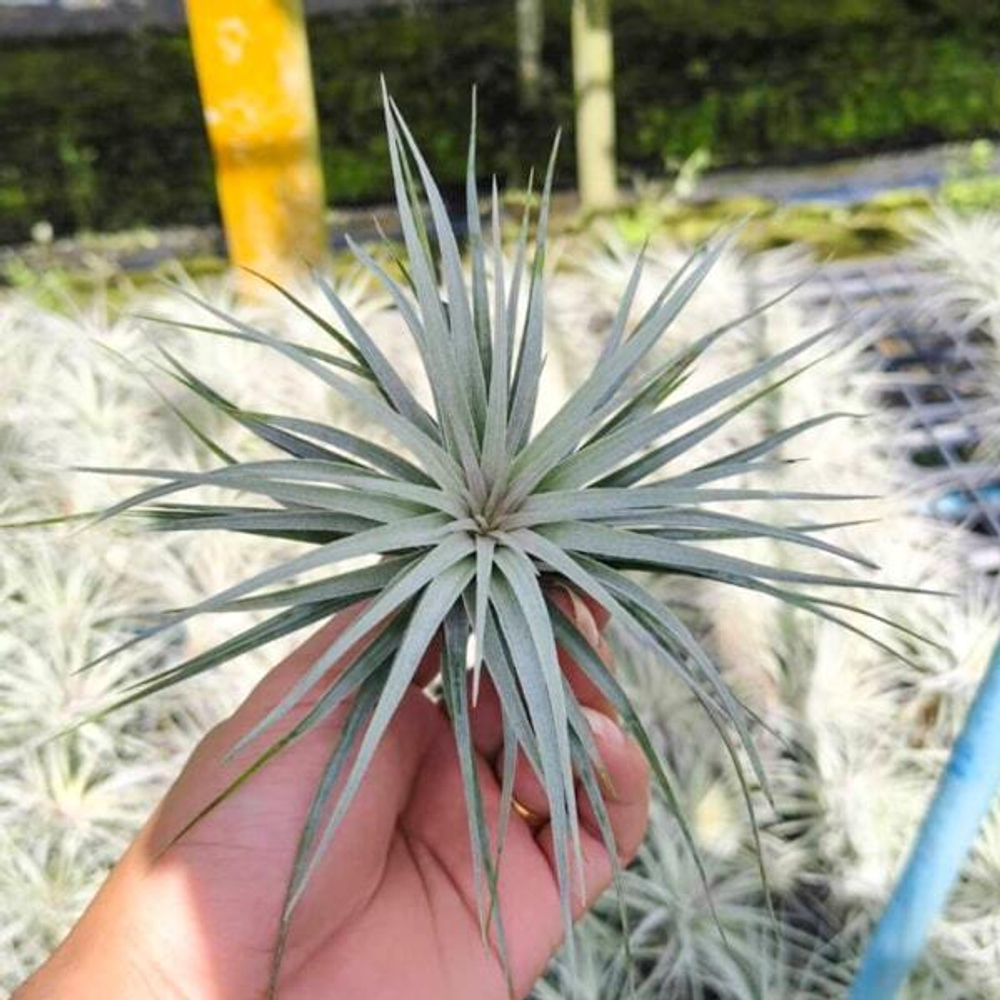 Тилландсия Houston Cotton Candy (stricta x recurvifolia) R (T3)
