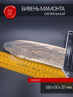 Бивень мамонта для коллекции