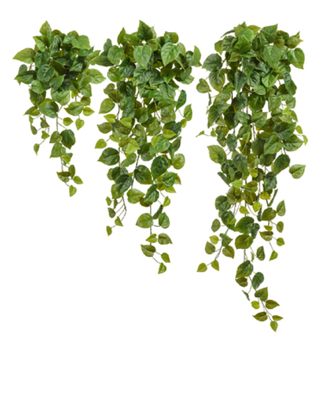 Филодендрон Сканденс ампельный